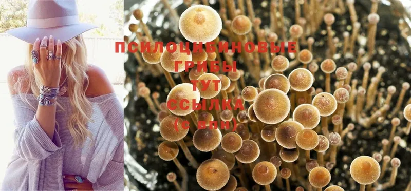 цена наркотик  Волхов  Псилоцибиновые грибы Psilocybine cubensis 